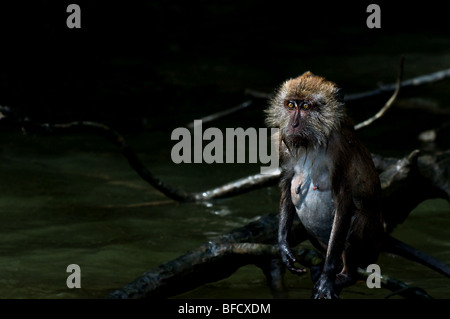 Une femme à queue longue ou de crabe-eating macaque. Banque D'Images