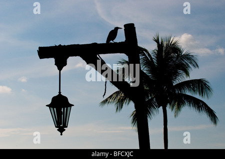 La silhouette d'un oiseau Mynah commune perchée sur un lampadaire à Langkawi en Malaisie. Banque D'Images