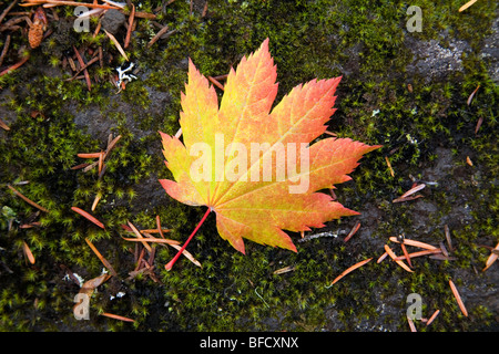 Feuille parfaite de Dieu. Une vigne feuille d'érable en octobre dans l'Oregon Cascade Mountains Banque D'Images