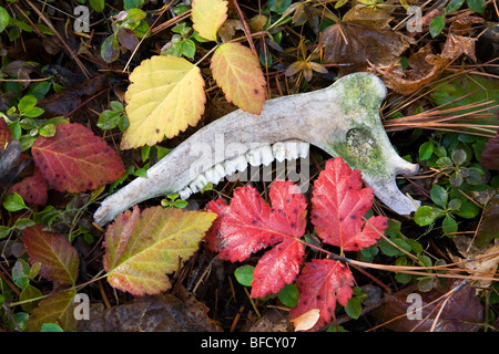 Les dents d'un cerf mulet se trouvent sur le sol de la forêt au cours de la fin de l'automne. Vieux os Banque D'Images