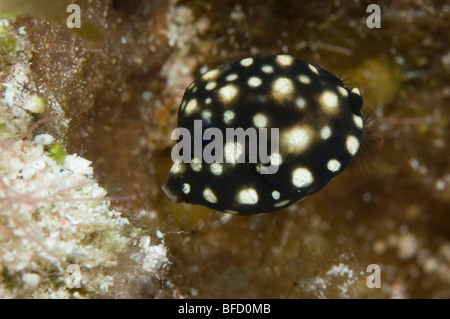 Une douceur juvénile Trunkfish sur un récif dans la petite Caïman. Banque D'Images