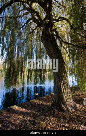 Saule pleureur sur les rives de la Tamise à Bell Rope pré, Beaconsfield, Berkshire, Royaume-Uni Banque D'Images