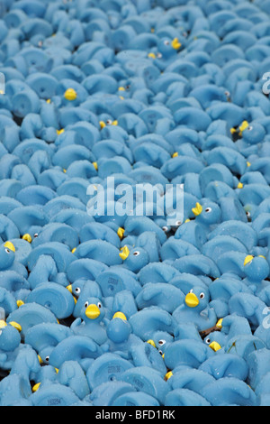 Canards en plastique bleu Banque D'Images