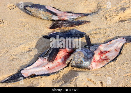 Les poissons morts échoués sur la plage, Long Island, NY Banque D'Images