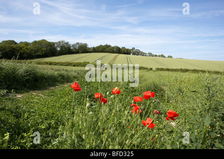 Poppys en campagne anglaise Banque D'Images