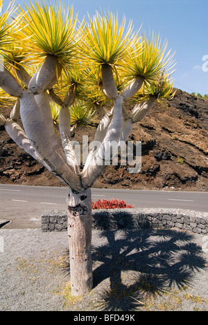 Arbre Dragon (Dracaena) à La Palma, Îles Canaries, Espagne, Europe. Banque D'Images