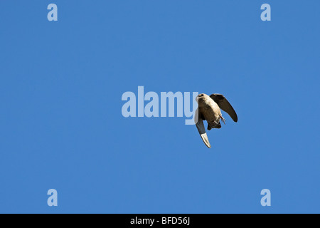 Crag Martin Ptyonoprogne rupestris Banque D'Images