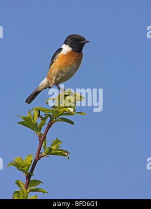 Saxicola torquata Stonechat Banque D'Images