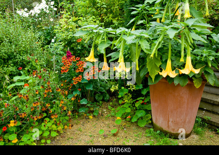 Brugmansia Datura / dans un pot au jardin, cour Hanham, Cotswolds, en Angleterre. Banque D'Images