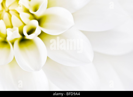 Dahlia blanc close up Banque D'Images