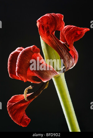 Naine rouge flétries Tulip close up Banque D'Images