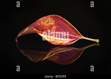 Feuille d'automne colorée sur surface réfléchissante Banque D'Images