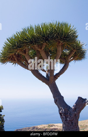 Arbre Dragon (Dracaena) à La Palma, Îles Canaries, Espagne, Europe. Banque D'Images