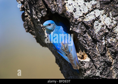 (Le Merlebleu azuré Sialia currucoides) perché sur tronc d'arbre, British Columbia, Canada Banque D'Images