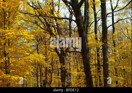 Forêt en automne sur la colline de St Vid, Velem Hongrie Banque D'Images
