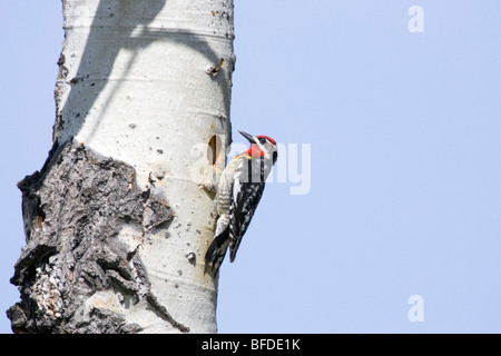 Pic Ã nuque rouge (Sphyrapicus nuchalis) sur un tremble, British Columbia, Canada Banque D'Images