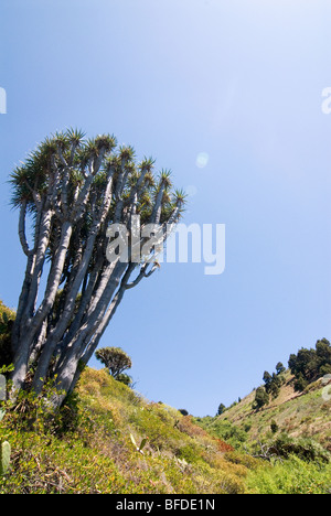 Arbre Dragon (Dracaena) à La Palma, Îles Canaries, Espagne, Europe. Banque D'Images