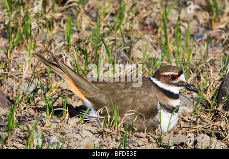 Le Pluvier kildir (Charadrius vociferus) sur son nid dans les prairies de la Colombie-Britannique, Canada Banque D'Images