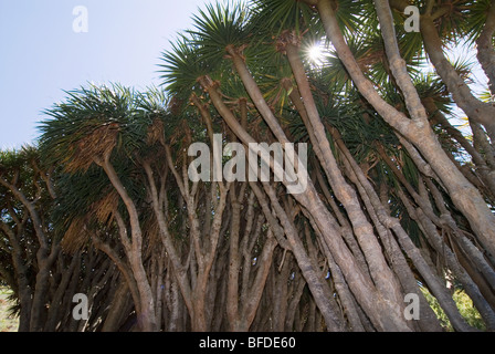 Arbre Dragon (Dracaena) à La Palma, Îles Canaries, Espagne, Europe. Banque D'Images