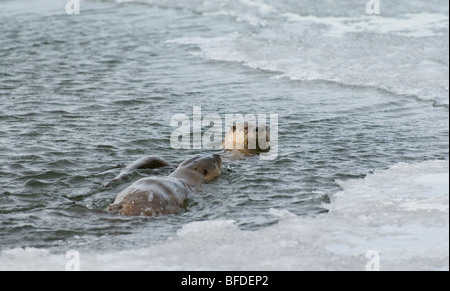 La loutre de rivière (Lontra canadensis), la natation, la rivière Waterton Waterton Lakes National Park, Alberta, Canada. Banque D'Images