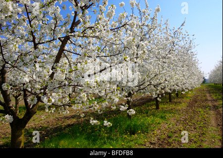 Fleur de cerisier blanc sur les arbres du verger. Banque D'Images