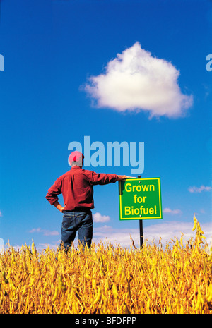 Un agriculteur donne sur son champ de soja venant à échéance à la production de biocarburant, près de Lorette, Manitoba, Canada Banque D'Images