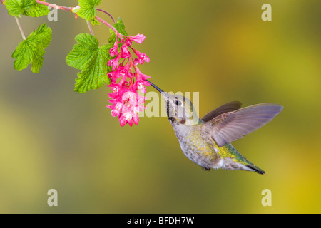 Anna's Hummingbird (Calypte anna) s'alimenter à une fleur de groseille rouge à Victoria, Colombie-Britannique, Canada Banque D'Images