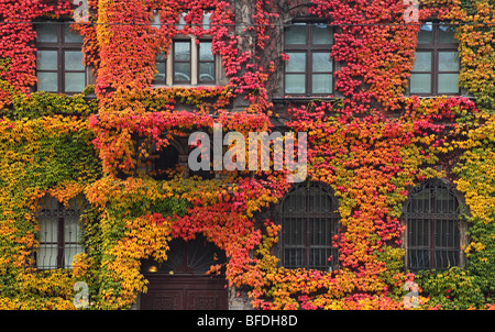 Windows couverte de vigne rouge à l'automne du Parthenocissus tricuspidata Banque D'Images