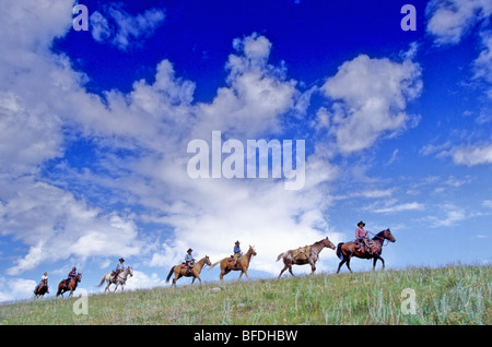 Cowboys à cheval randonnée équestre dans la région de Cariboo en Colombie-Britannique, Canada Banque D'Images