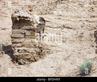 Buse à queue rousse (Buteo jamaicensis) vole le long de la paroi du canyon du fleuve Fraser en Colombie-Britannique, Canada Banque D'Images