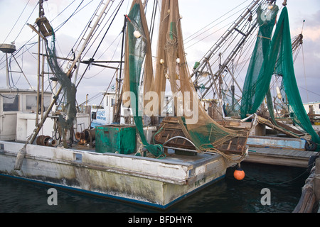 Bateaux de pêche de crevettes () amarrés. Banque D'Images