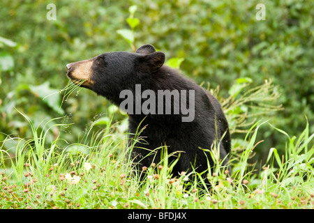 L'ours noir (Ursus americanus) se nourrissent d'herbe dans la chaîne côtière près de ville de Stewart dans le nord de la Colombie-Britannique, Canada Banque D'Images