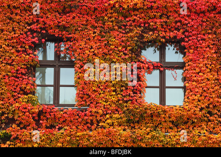 Windows couverte de vigne rouge à l'automne du Parthenocissus tricuspidata Banque D'Images