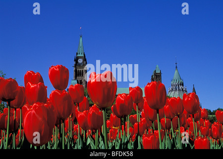 Édifices du Parlement Vue du parc Major's Hill dans le champ de tulipes rouges, Ottawa, Ontario, Canada Banque D'Images