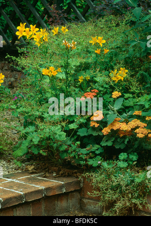 Close-up de l'alstroemeria et orange achillea de plus en bordure de jardin à côté des étapes de brique Banque D'Images