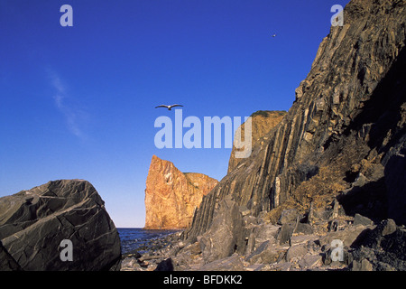 Vol de mouettes au-dessus du Rocher Percé, Percé, Gaspé, Québec, Canada Banque D'Images