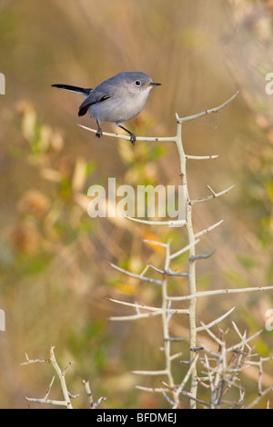 Gobemoucheron gris-bleu (Polioptila caerulea) perché sur une branche à Falcon State Park, Texas, États-Unis Banque D'Images