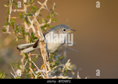 Gobemoucheron gris-bleu (Polioptila caerulea) perché sur une branche à Falcon State Park, Texas, États-Unis Banque D'Images