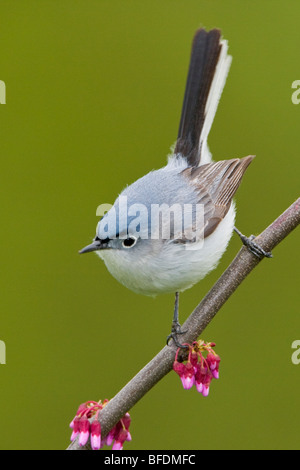 Gobemoucheron gris-bleu (Polioptila caerulea) perché sur une branche près de Long Point, en Ontario, Canada Banque D'Images
