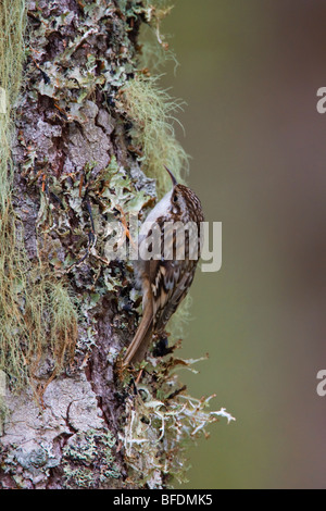 Grimpereau brun (Certhia americana) perché sur un arbre moussu à Victoria, île de Vancouver, Colombie-Britannique, Canada Banque D'Images