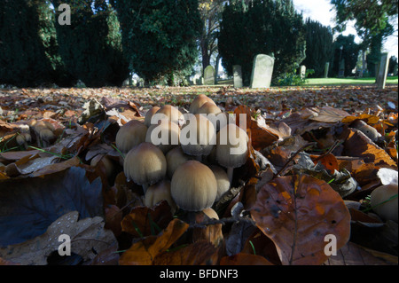 Bonnet fée toadstool champignons dans un cimetière en automne peut être disseminatus ou congregatus sp Banque D'Images