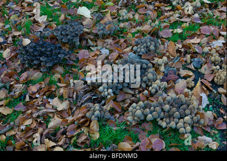 Bonnet fée toadstool champignons dans un cimetière en automne peut être disseminatus ou congregatus sp Banque D'Images