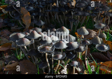 Bonnet fée toadstool champignons dans un cimetière en automne peut être disseminatus ou congregatus sp stade de développement Banque D'Images