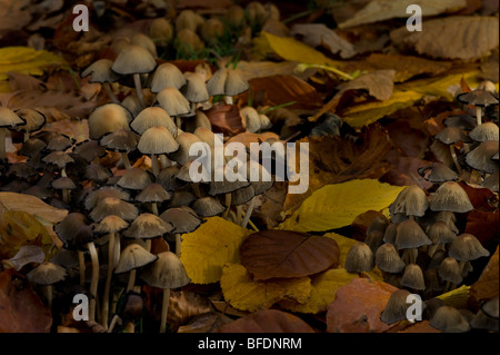 Bonnet fée toadstool champignons dans un cimetière en automne peut être disseminatus ou congregatus sp Banque D'Images