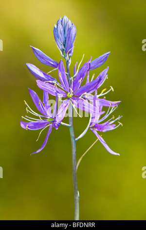 Camassie camash (Camassia) plante poussant dans Victoria, île de Vancouver, Colombie-Britannique, Canada Banque D'Images