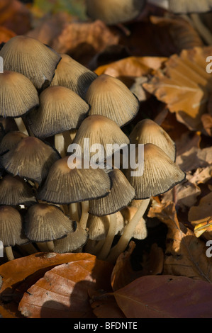 Bonnet fée toadstool champignons dans un cimetière en automne peut être disseminatus ou congregatus sp Banque D'Images