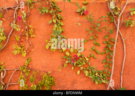 Bougainvilliers et orange wall ; San Miguel de Allende, Mexique. Banque D'Images