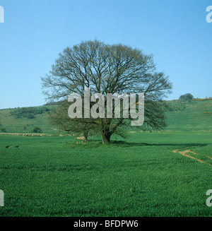 Seul Arbre de chêne (Quercus robur) avec la teinte verte des bourgeons des feuilles au début du printemps dans une récolte de céréales de la jeunes Banque D'Images