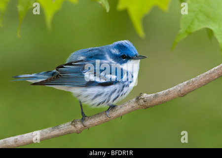 La Paruline azurée (Dendroica cerulea) perché sur une branche près de Long Point, en Ontario, Canada Banque D'Images