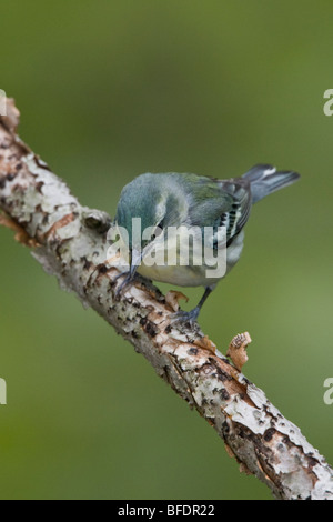 La Paruline azurée (Dendroica cerulea) perché sur une branche près de Long Point, en Ontario, Canada Banque D'Images